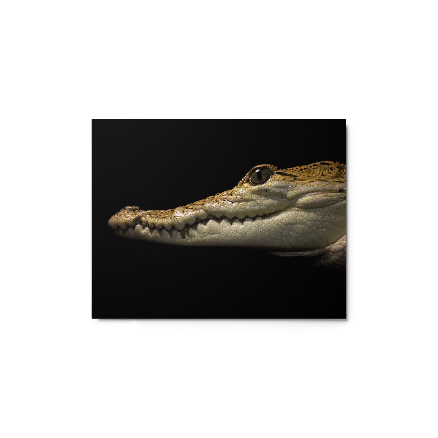 Morlets Crocodile Metal Print