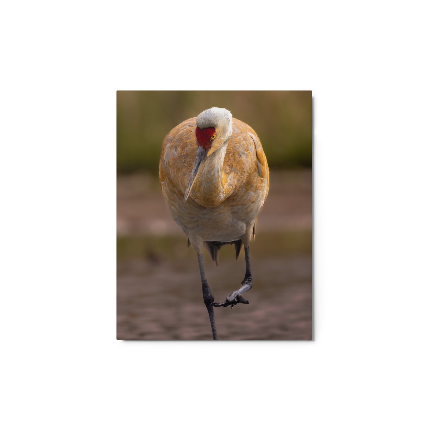 Sandhill Crane Metal Print