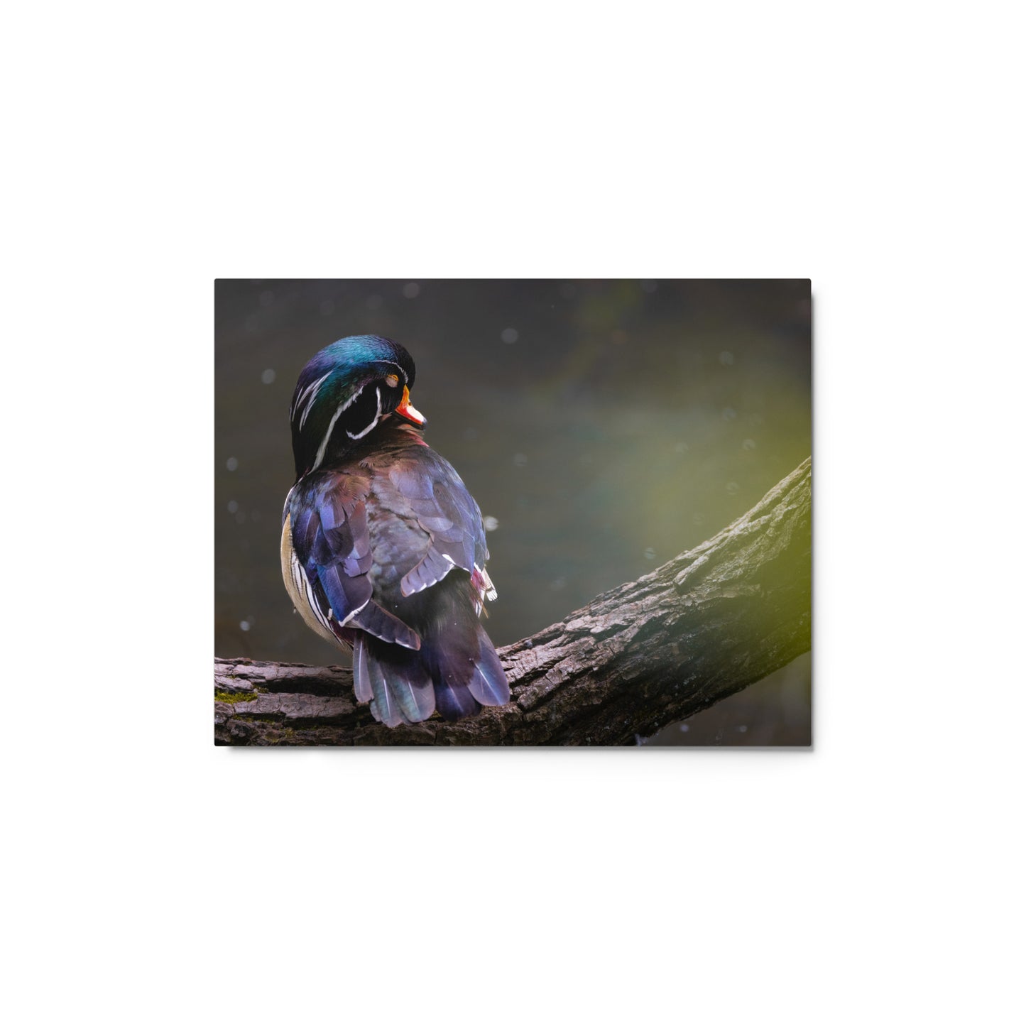 Wood Duck Metal Print