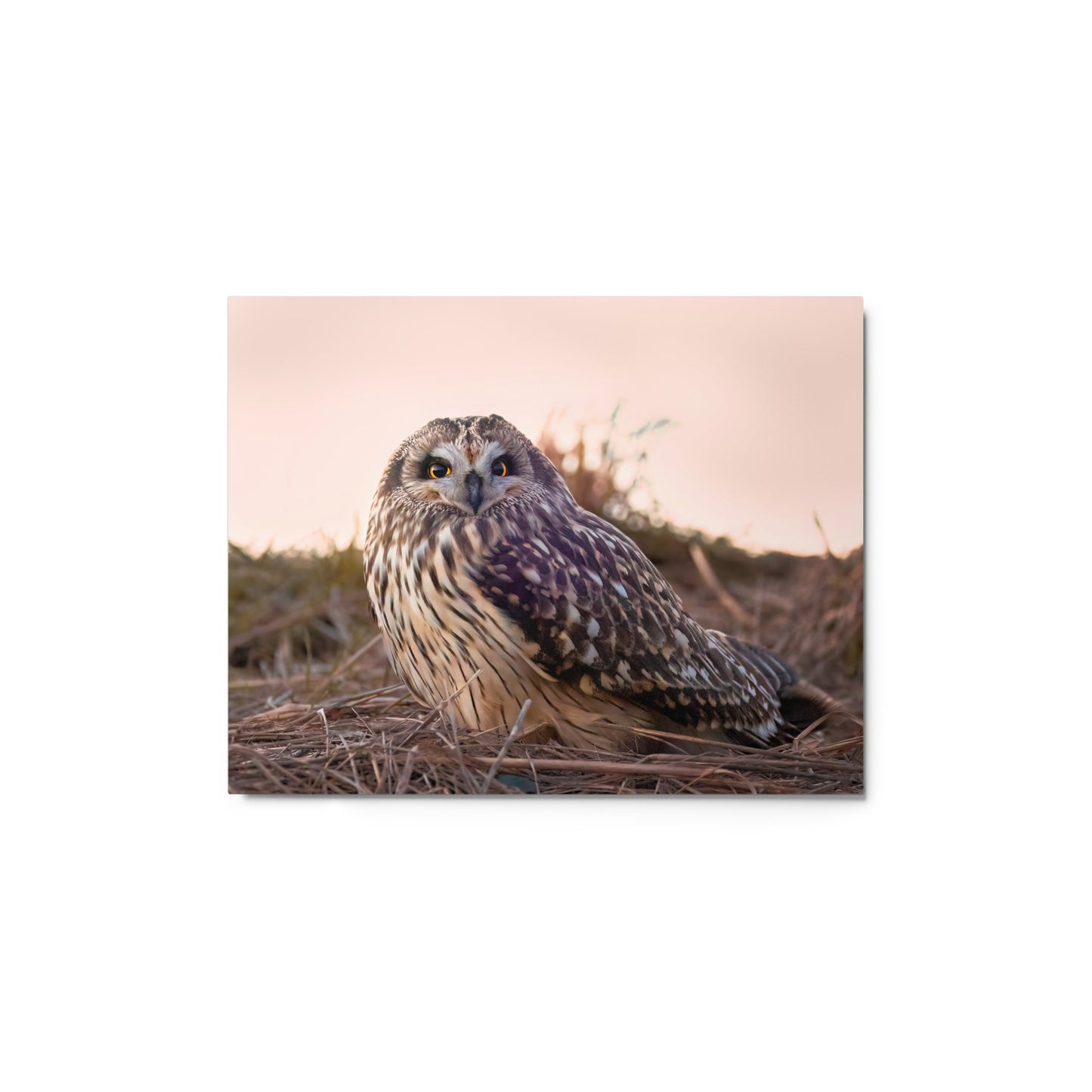 Short-Eared Owl Metal Print