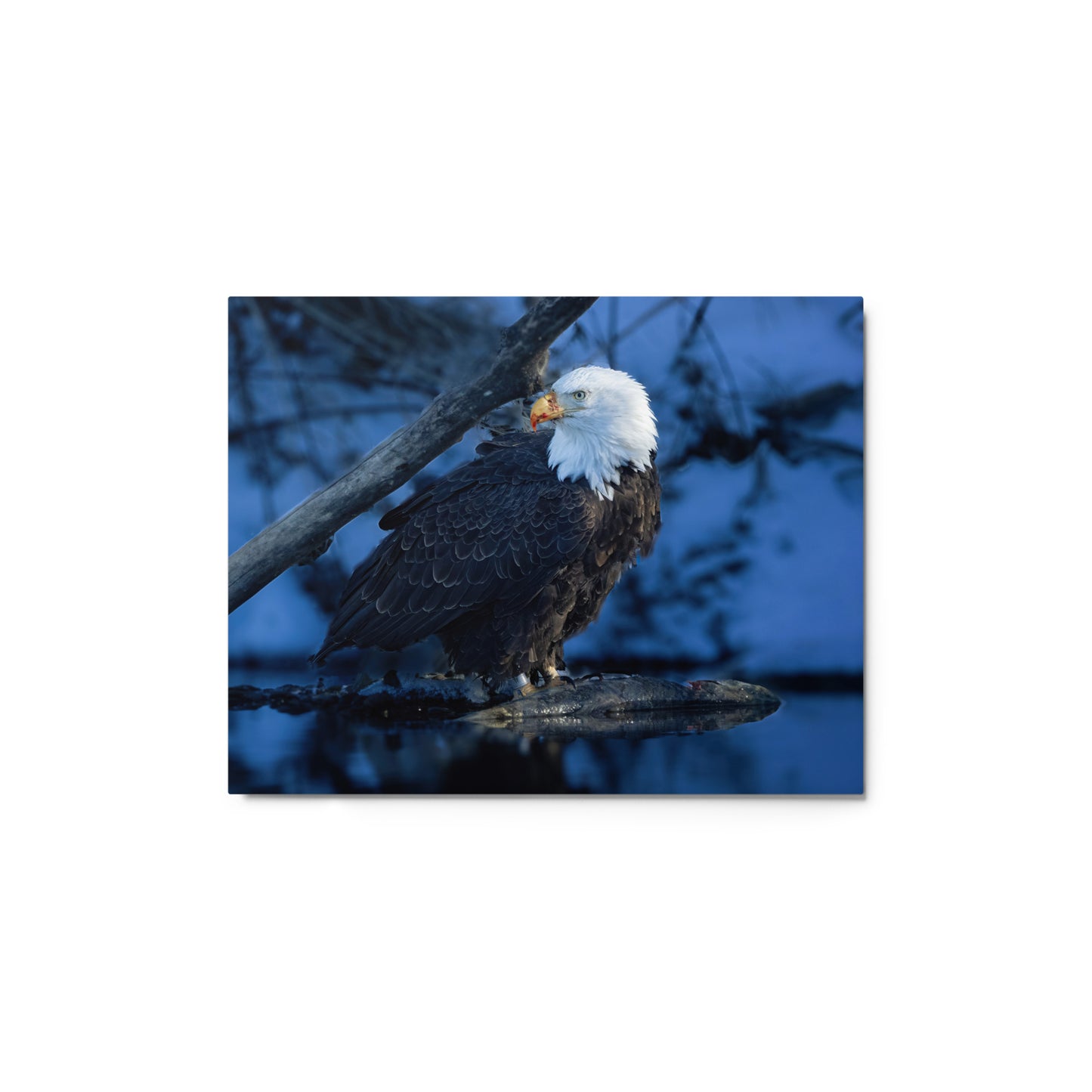 Bald Eagle Metal prints