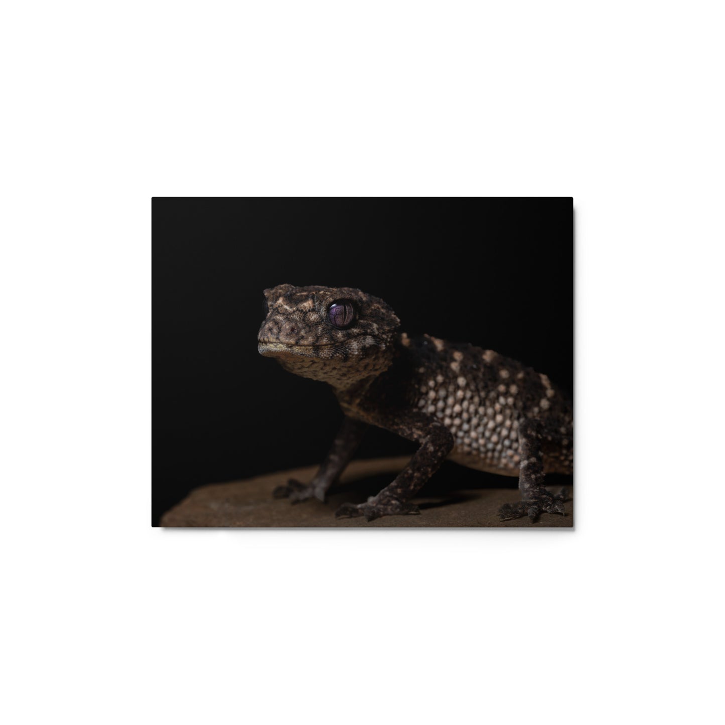 Prickly Knob Tail Gecko Metal prints