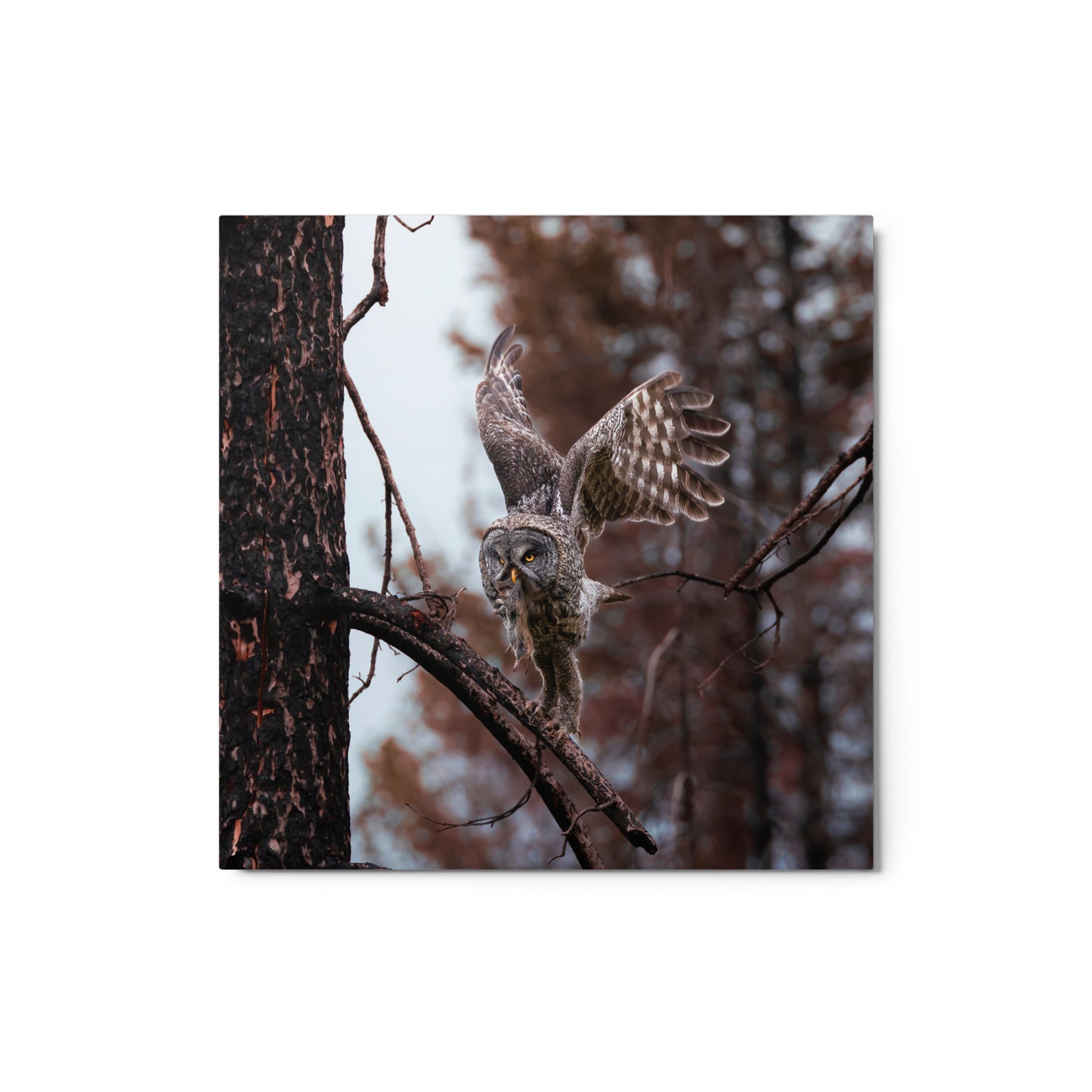 Great Gray Owl Metal prints