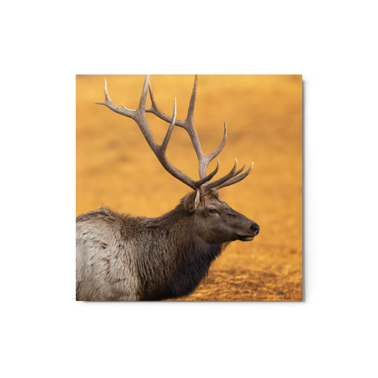Rocky Mountain Elk Metal Print