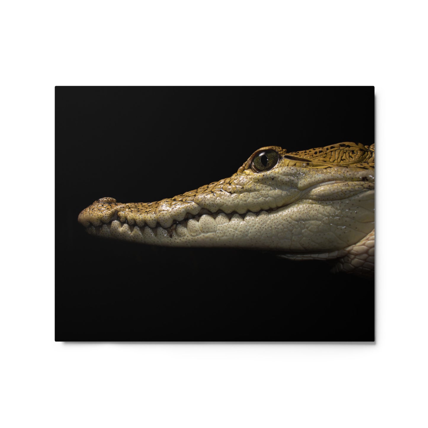 Morlets Crocodile Metal Print