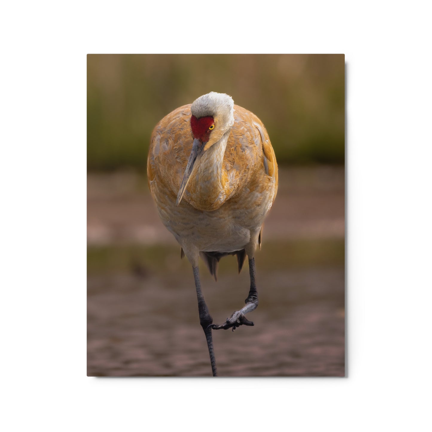 Sandhill Crane Metal Print