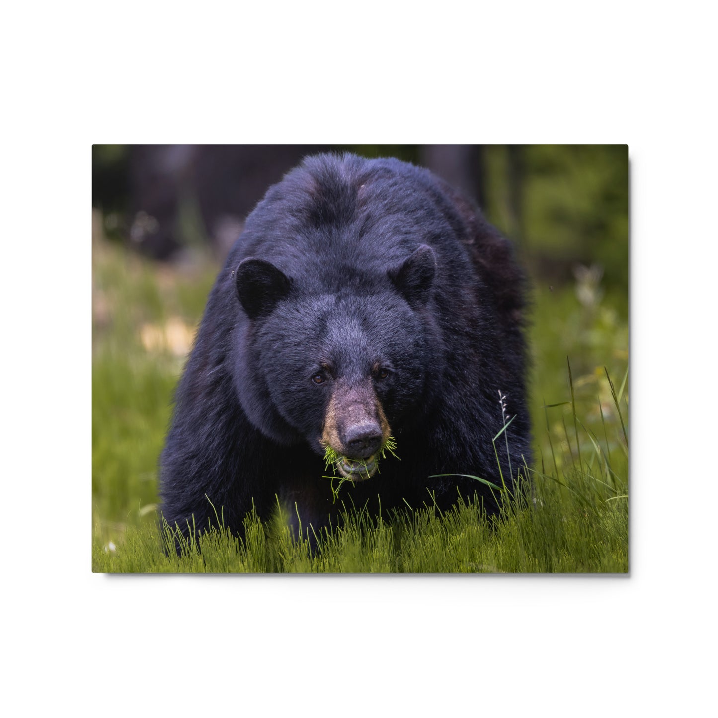 Black Bear Metal Print