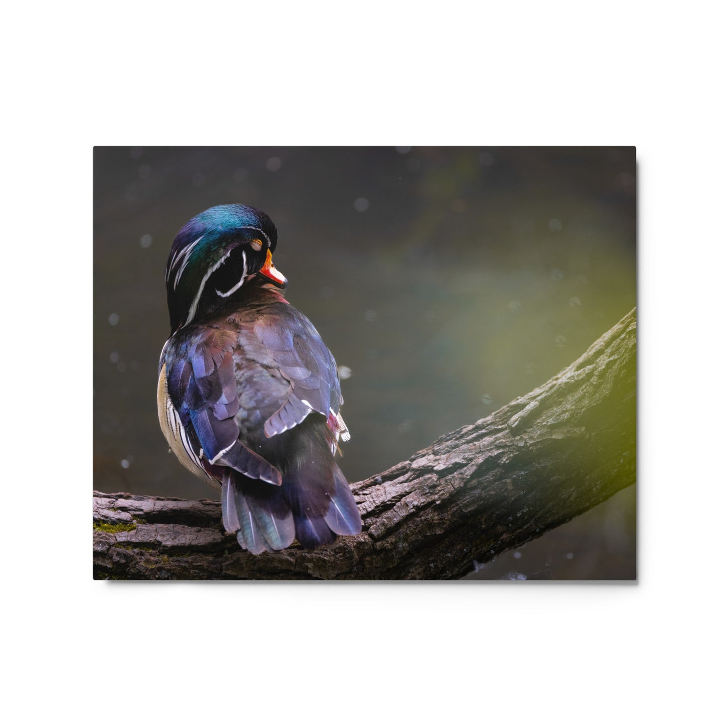 Wood Duck Metal Print