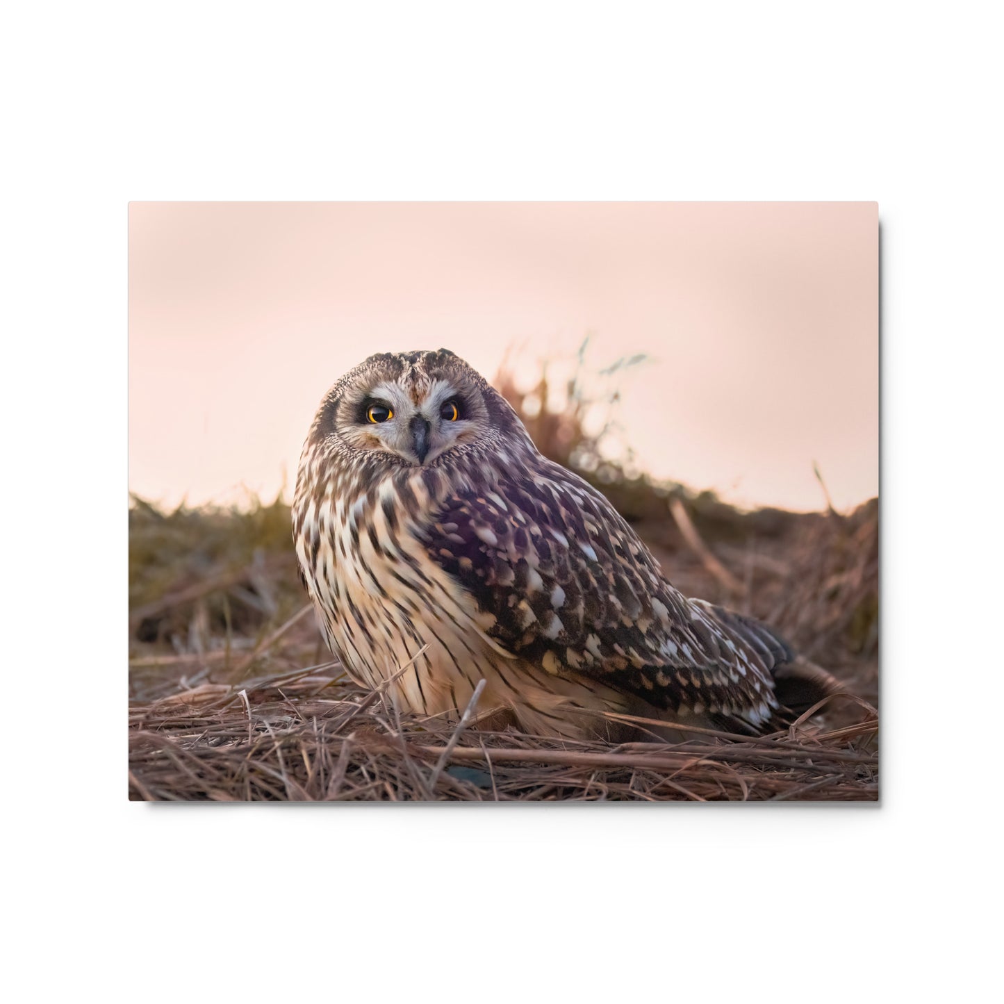 Short-Eared Owl Metal Print