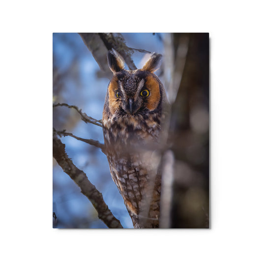 Long-eared Owl Metal prints