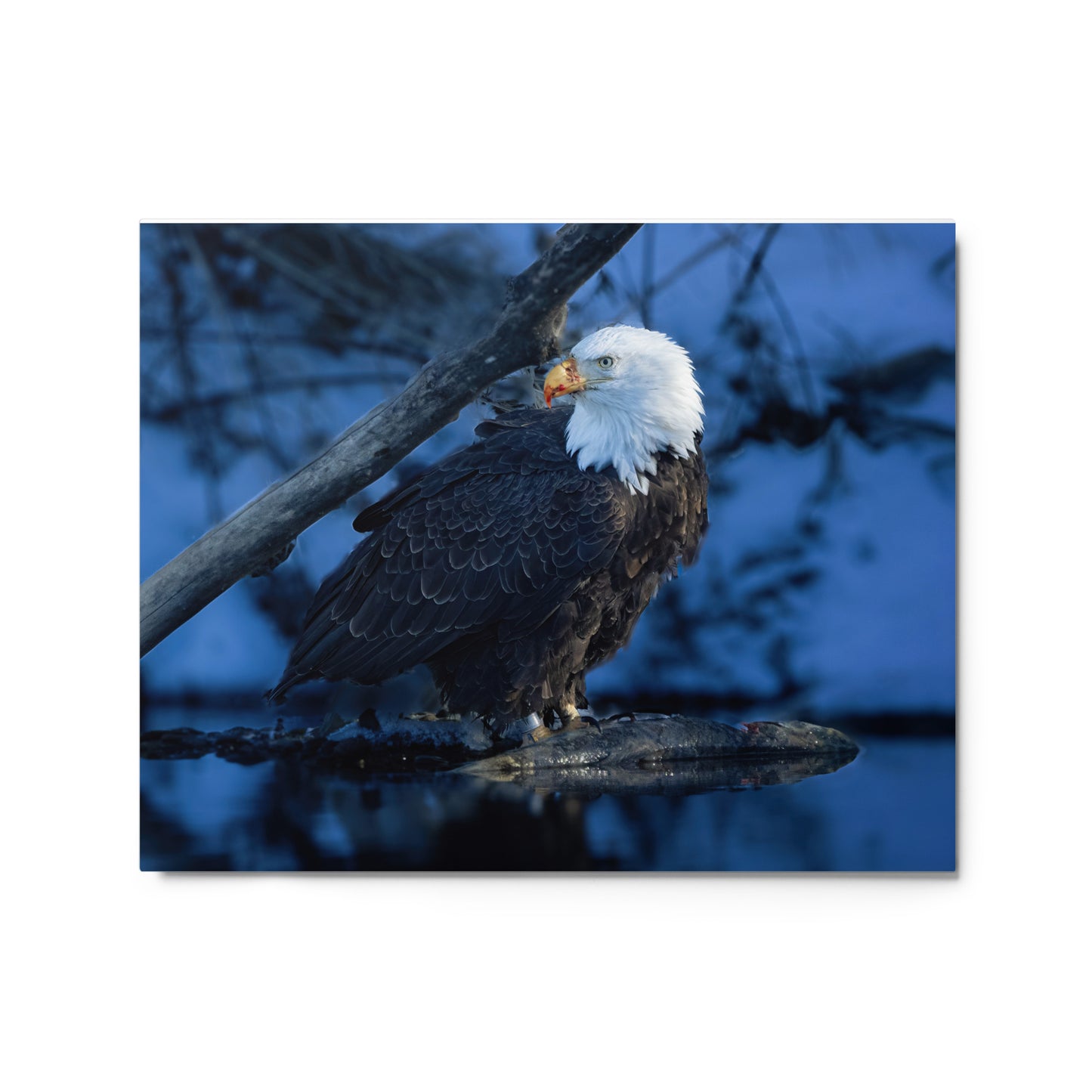 Bald Eagle Metal prints