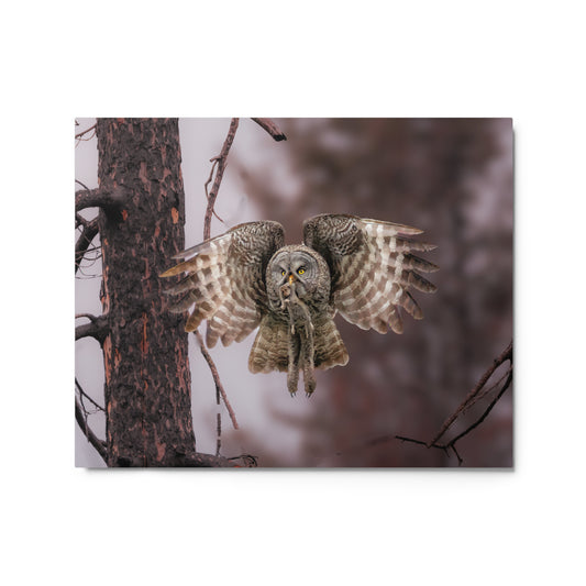 Great Gray Owl with prey Metal prints
