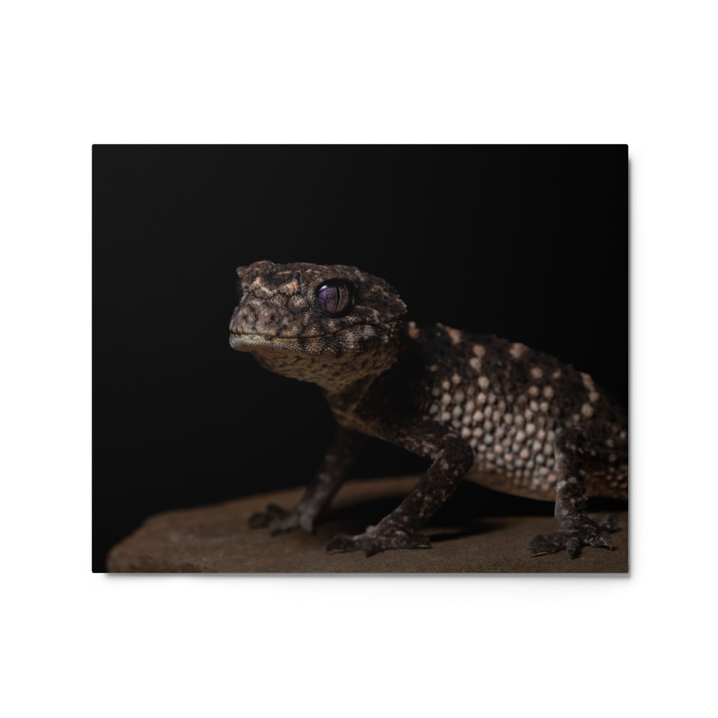 Prickly Knob Tail Gecko Metal prints