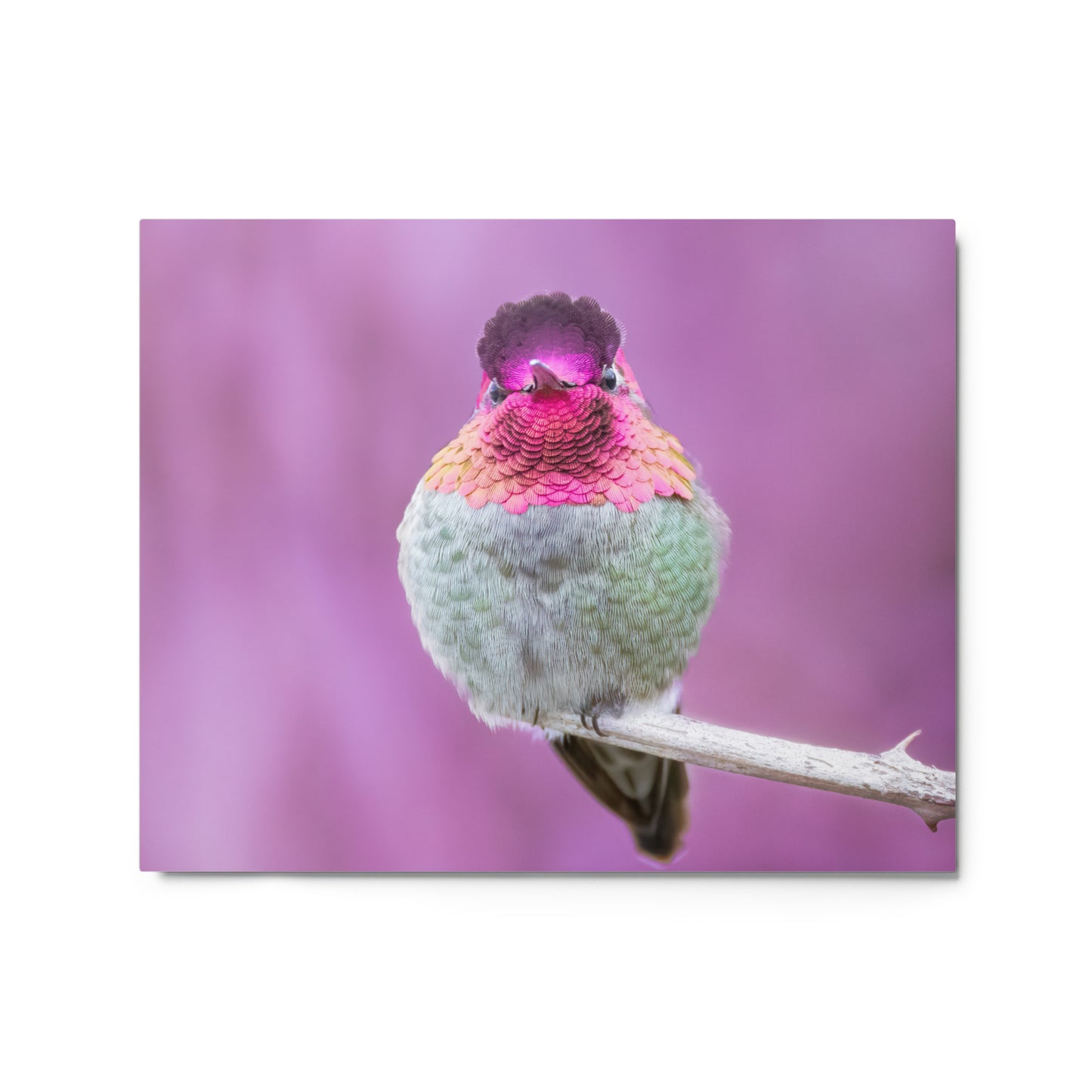 Anna's Hummingbird In Pink Metal prints