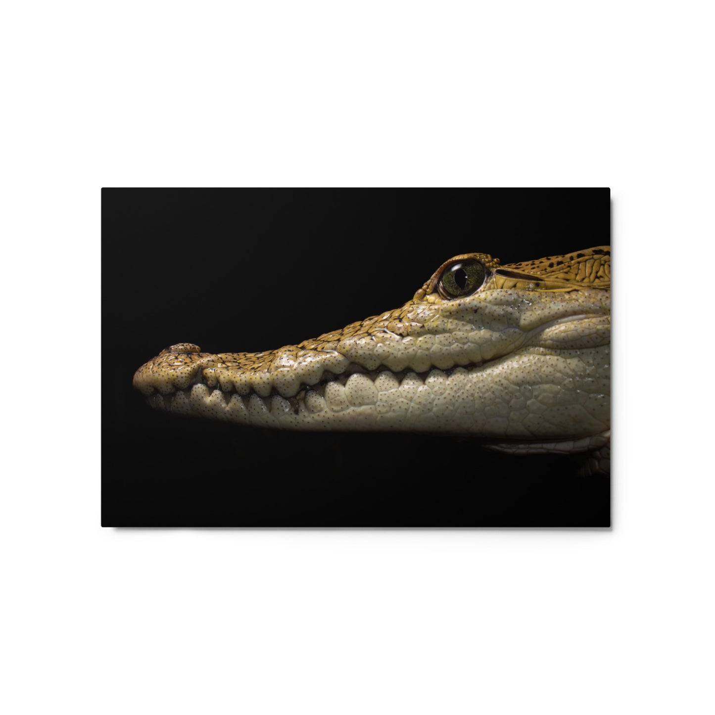 Morlets Crocodile Metal Print