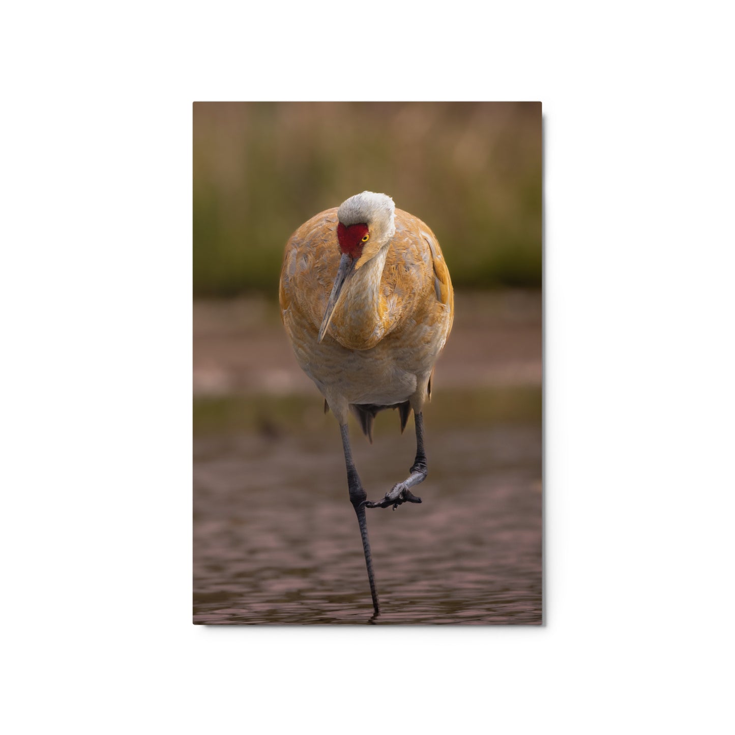 Sandhill Crane Metal Print