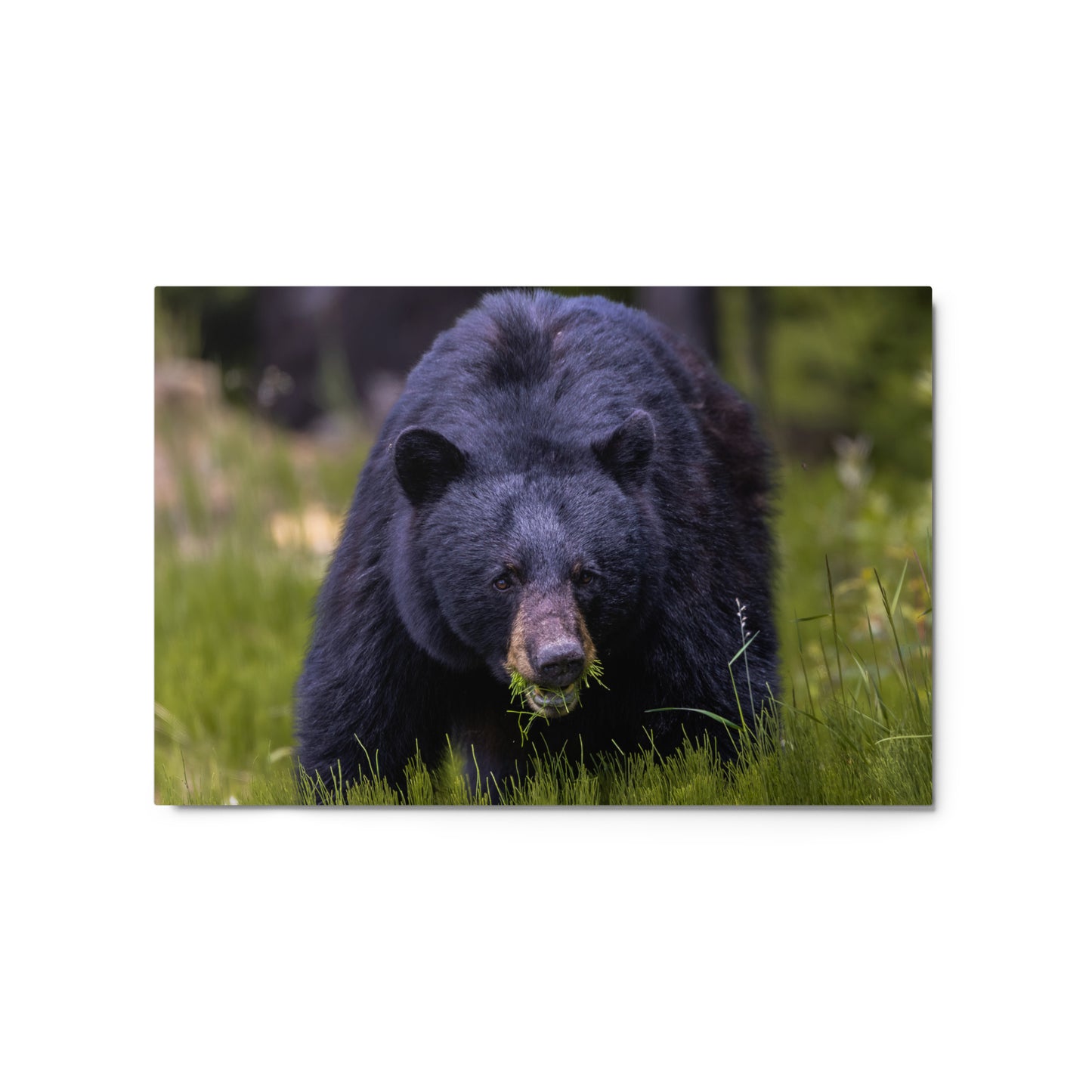 Black Bear Metal Print