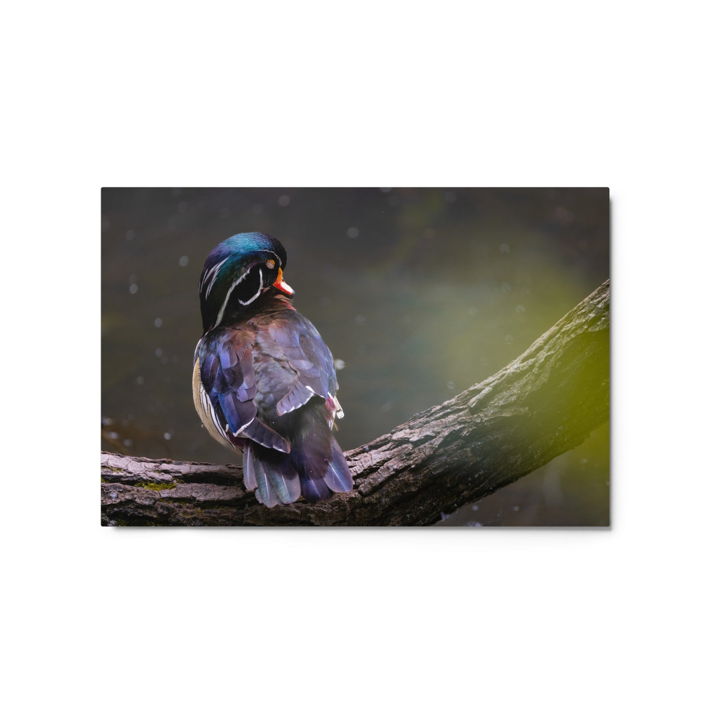 Wood Duck Metal Print