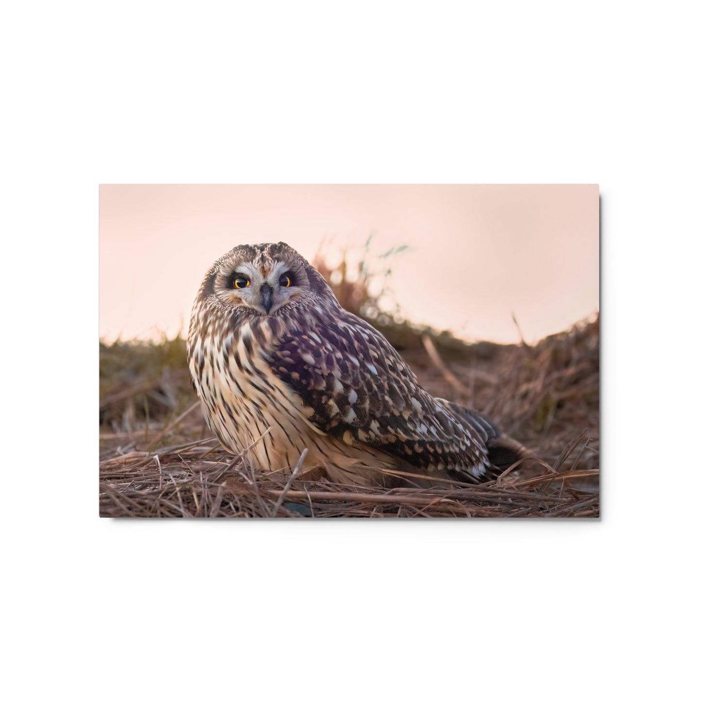 Short-Eared Owl Metal Print