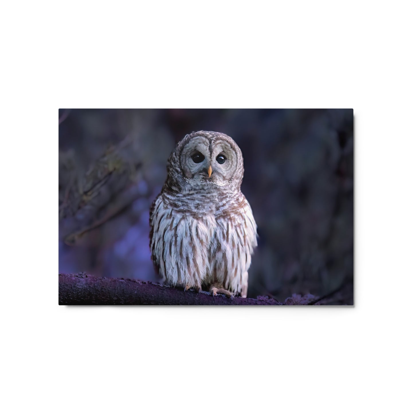 Barred Owl After Dusk Metal Print