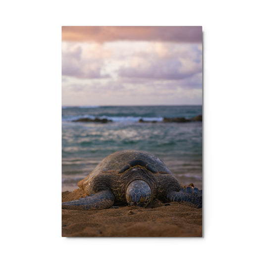 Green Sea Turtle At Sunset Metal Print