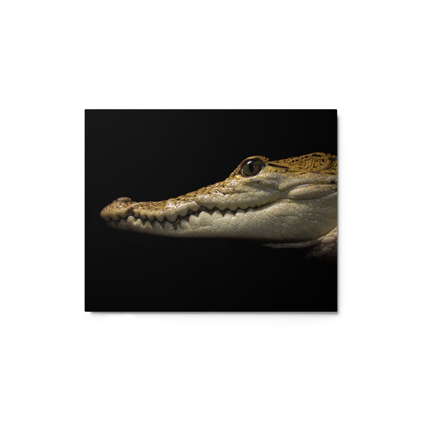 Morlets Crocodile Metal Print