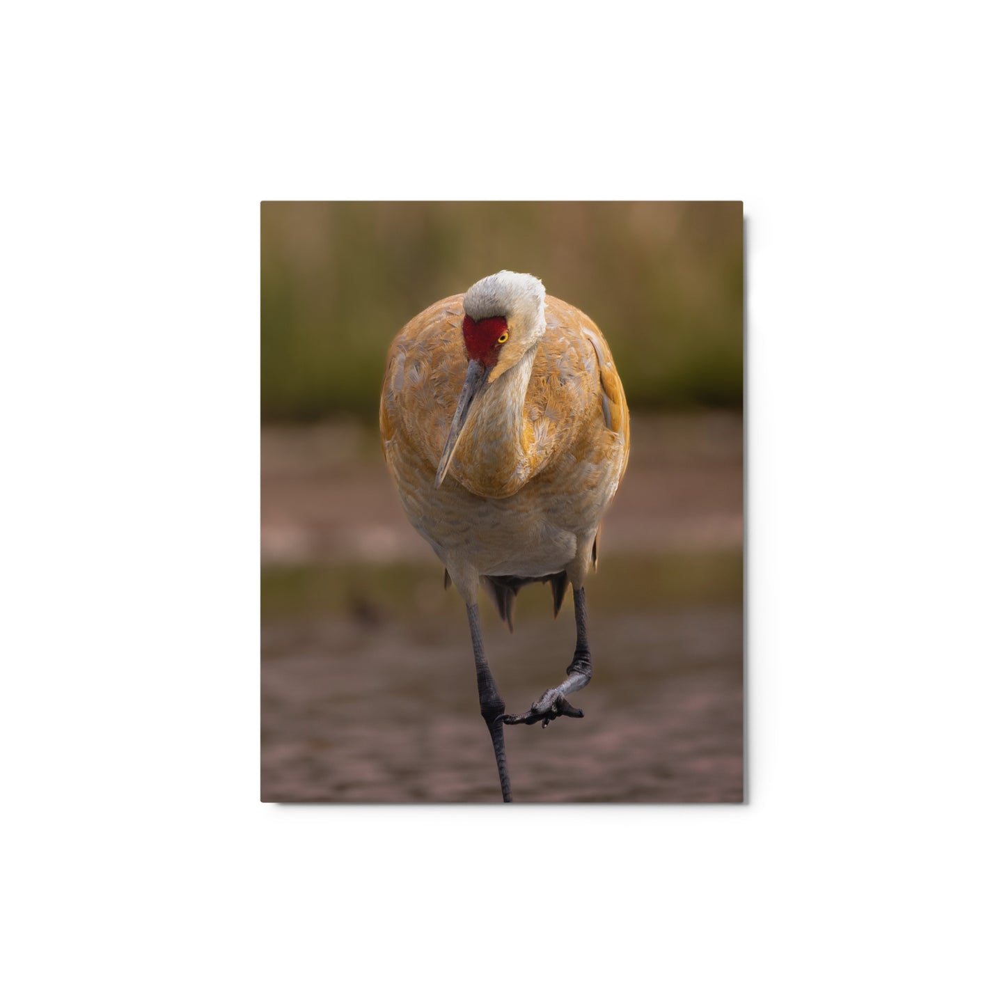 Sandhill Crane Metal Print