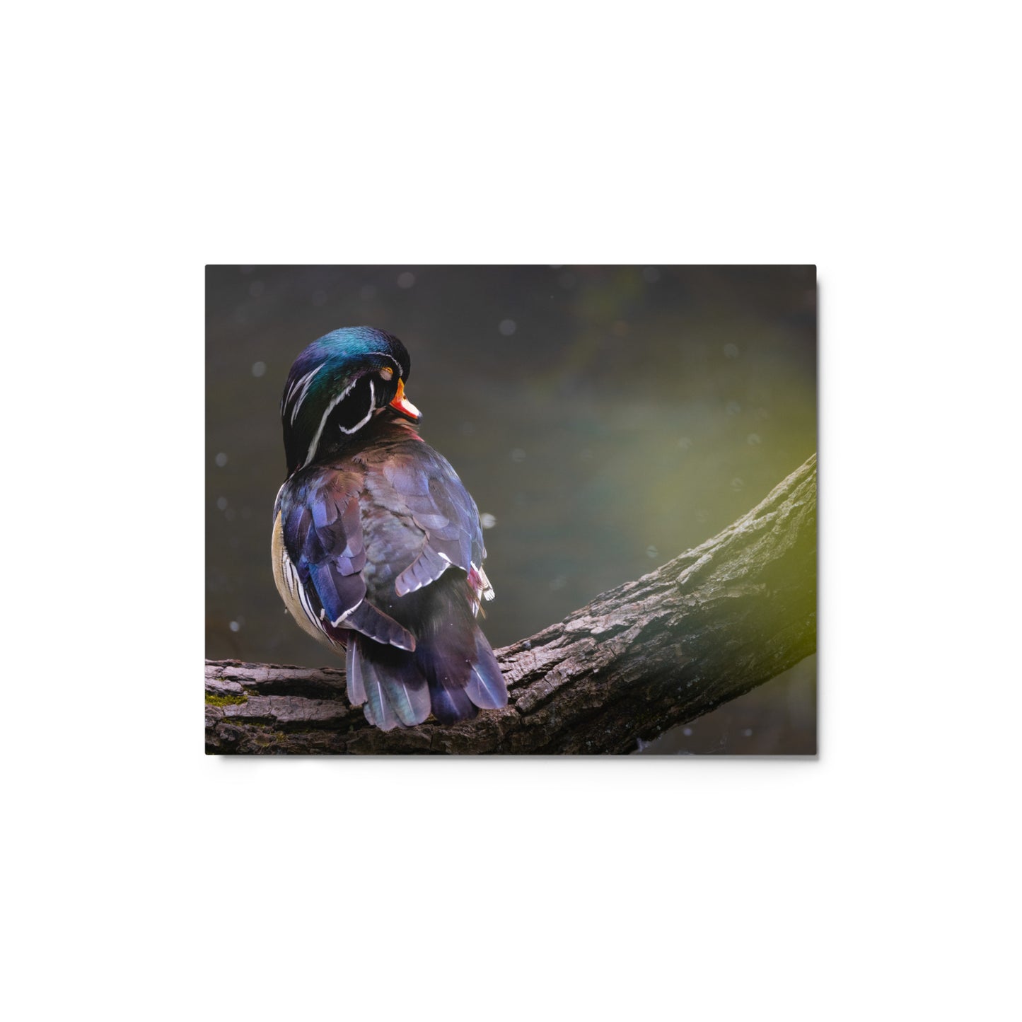 Wood Duck Metal Print